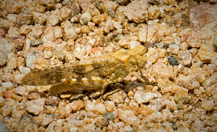 Grasshopper 1.jpg